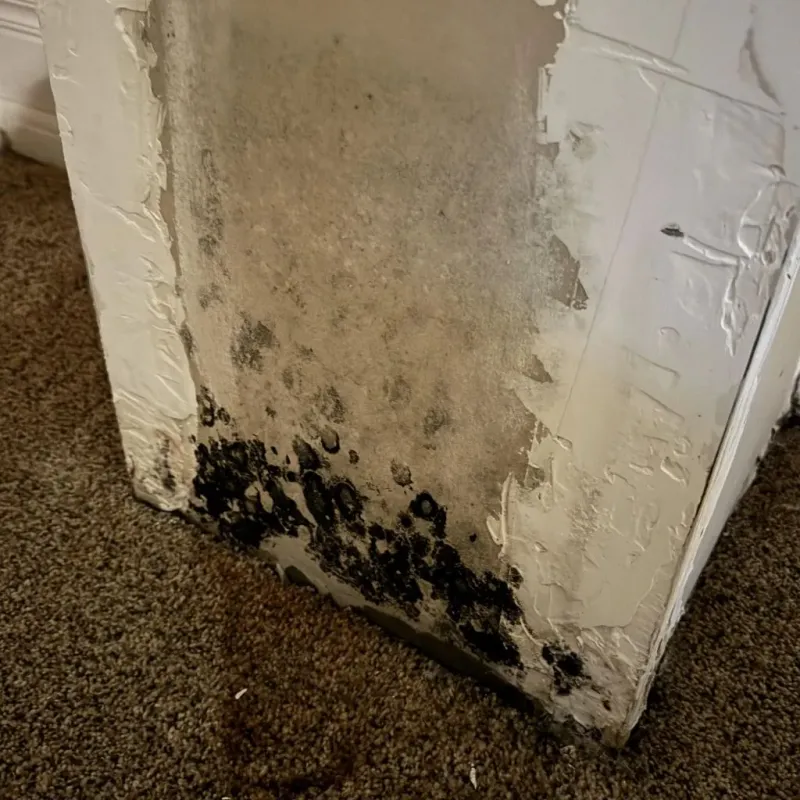 Professional Mold Removal in Chandler, IN
